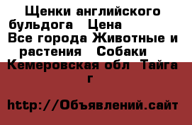 Щенки английского бульдога › Цена ­ 40 000 - Все города Животные и растения » Собаки   . Кемеровская обл.,Тайга г.